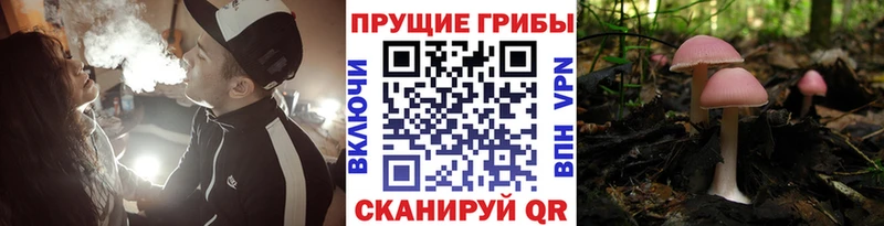 Галлюциногенные грибы Cubensis  Купить  Урай 